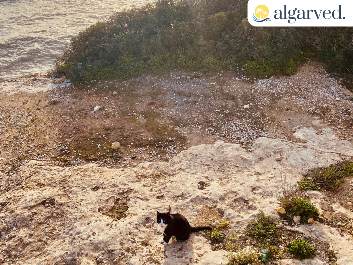 Coastal Cat at Praia de Marinha 1600 × 1200 px