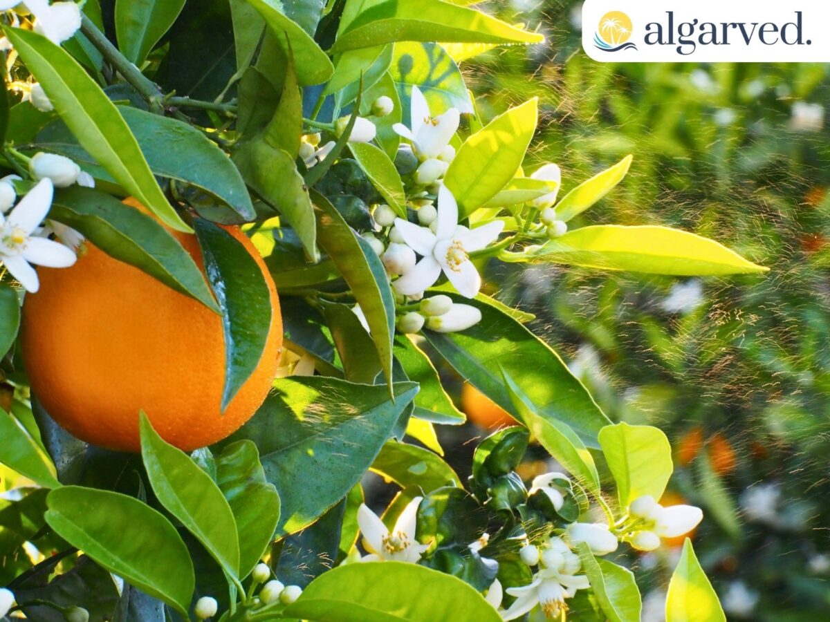 Springtime Splendor: Is April the Perfect Month to Visit the Algarve? 1 Orange Blossoms