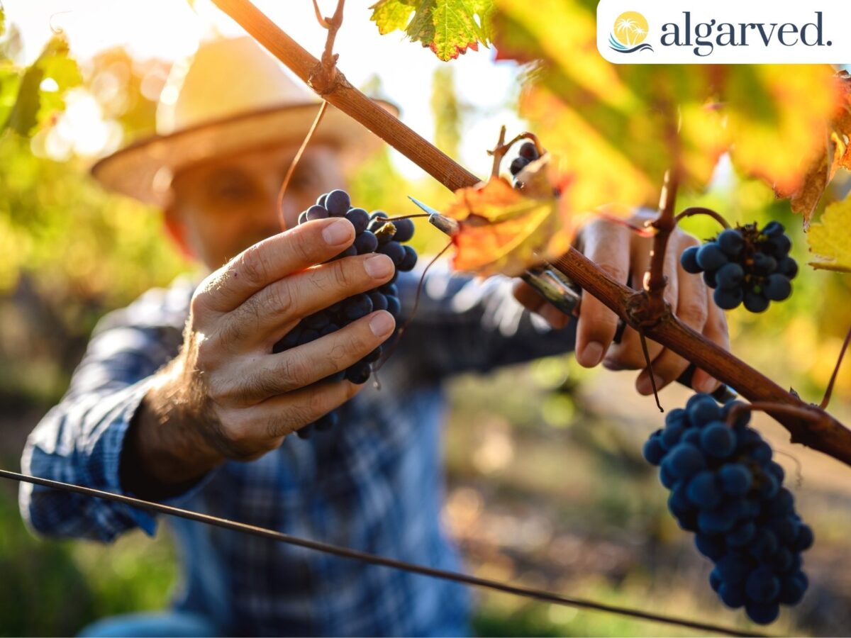 Wine harvest Portugal